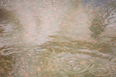 Yılan kafa balık grup.