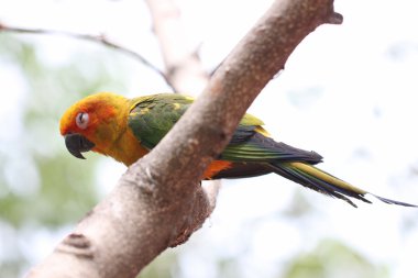 papağan veya muhabbet kuşu ağaç dalı üzerinde uyuyor.