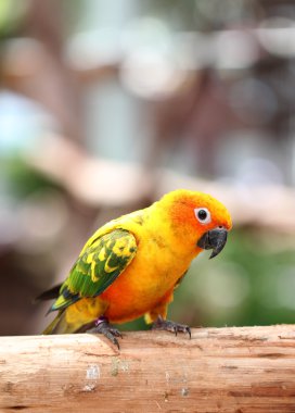 muhabbet kuşu veya ağaç dalı papağan.