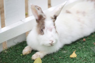 tavşan kürk çimenlerin üzerinde kabarık beyaz.