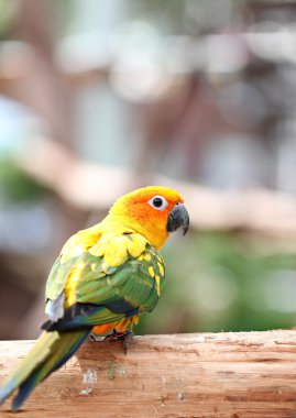 muhabbet kuşu veya ağaç dalı papağan.