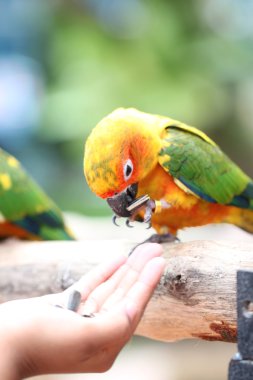 papağan gıdalar yeme.