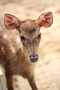 Genç geyik çiftliği.