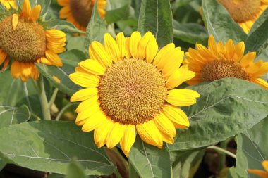 Bahçedeki ayçiçeği