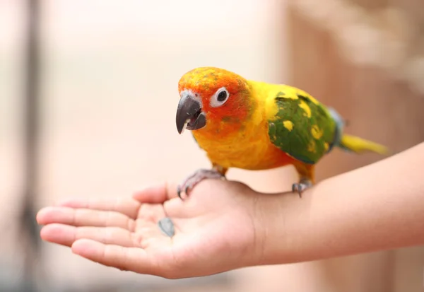 Parrot is eating foods. — Stock Photo, Image