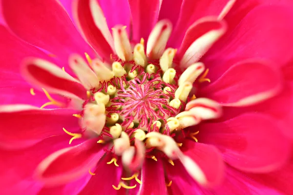 Red flowers in the garden. — Stock Photo, Image