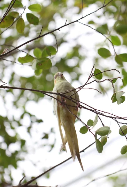 Periquito branco ou papagaio no galho da árvore . — Fotografia de Stock