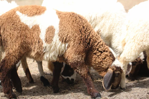 Weiße und braune Schafe fressen Tierfutter. — Stockfoto