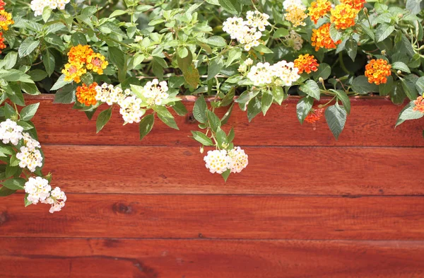 Bunte Blumen und dunkle Holzwand. — Stockfoto