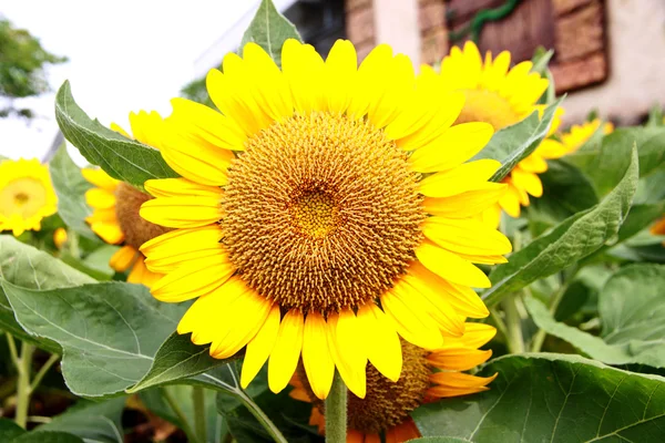 Sunflower in the garden — Stock Photo, Image