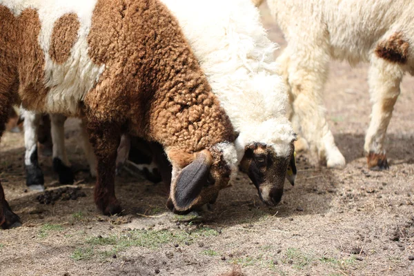 Bílá a hnědá ovce jíst krmivo. — Stock fotografie