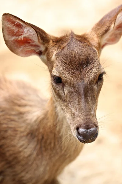ファーム内の若い鹿. — ストック写真