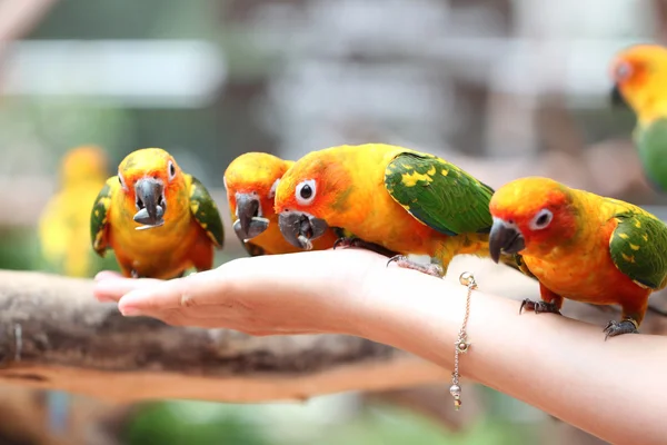 Wiele papug jest jedzenie żywności. — Zdjęcie stockowe