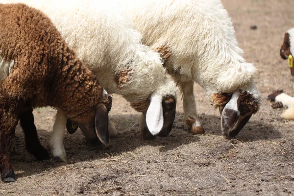 Weiße und braune Schafe fressen Tierfutter. — Stockfoto