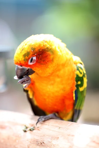 Parrot is eating foods on tree branch. — Stock Photo, Image