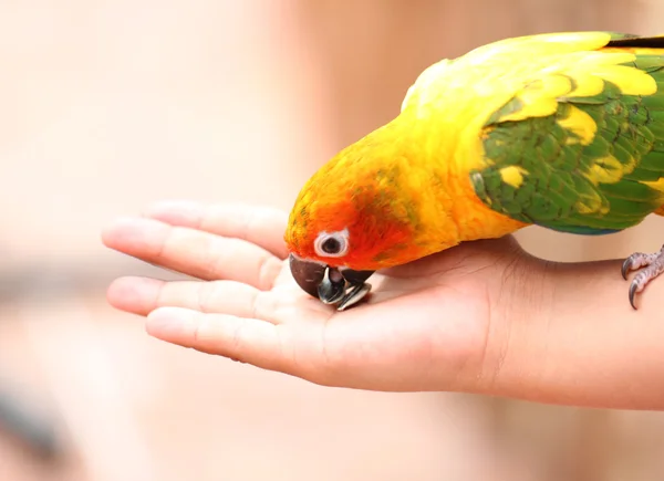 Parrot is eating foods. — Stock Photo, Image