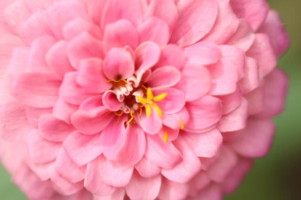 Flores cor de rosa no jardim. — Fotografia de Stock