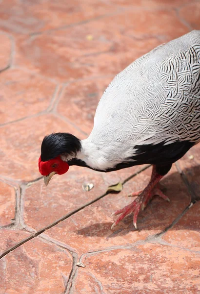 Hoofd van fazant. — Stockfoto