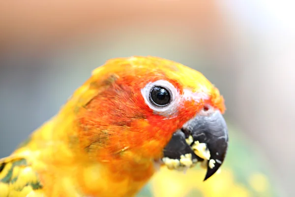 Head of parrot is eating foods on tree branch. — Stock Photo, Image