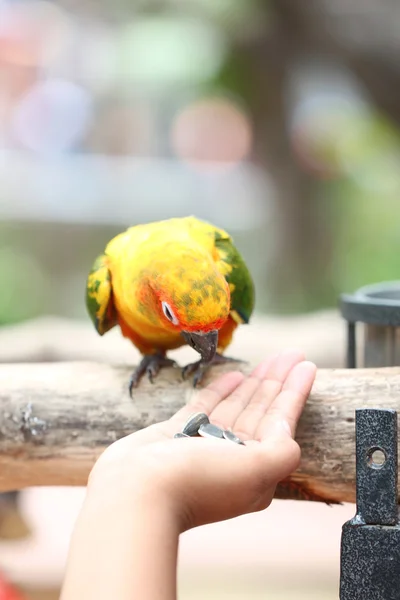 Parrot is eating foods. — Stock Photo, Image