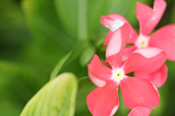 Pink flowers in the garden. — Stock Photo, Image