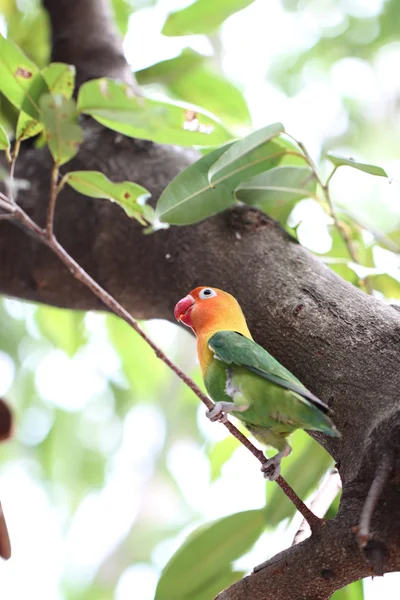 Parakeet or parrot on tree branch. — Stock Photo, Image