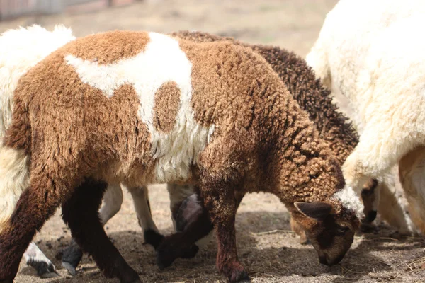 White and brown sheep. — Stock Photo, Image