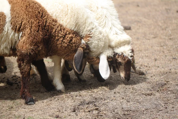 Weiße und braune Schafe fressen Tierfutter. — Stockfoto