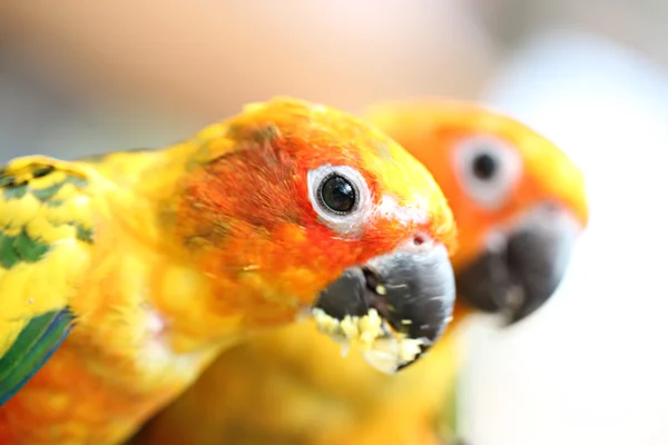 Head of parrot is eating foods on tree branch. — Stock Photo, Image