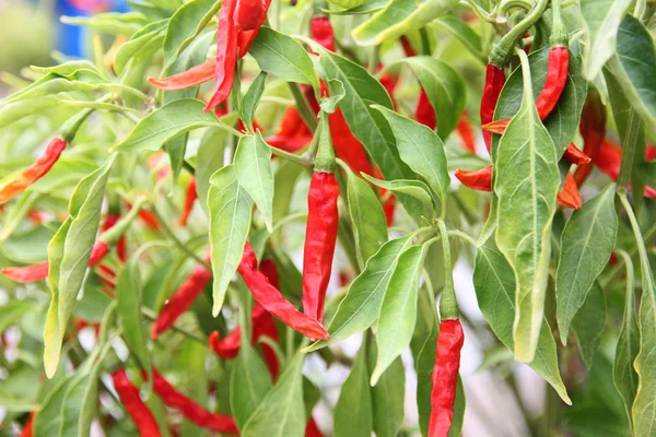 Chili rojo seco en el árbol . — Foto de Stock