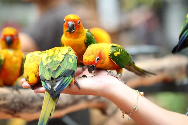 Wiele papug jest jedzenie żywności. — Zdjęcie stockowe