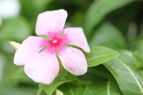 Rosafarbene Blumen im Garten. — Stockfoto