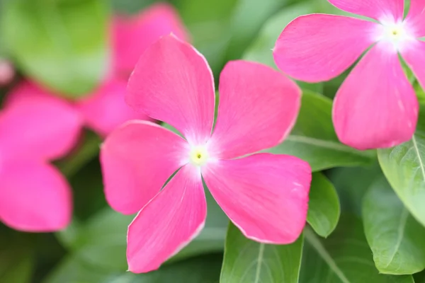 Pink flowers in the garden. — Stock Photo, Image