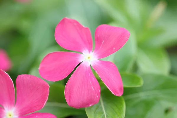 Rosafarbene Blumen im Garten. — Stockfoto