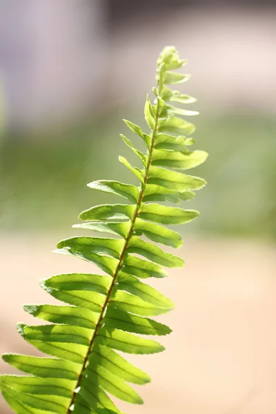 Toppen av leaf ormbunke. — Stockfoto