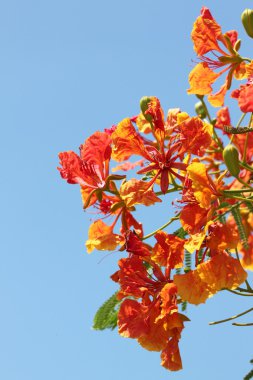 alev ağacı çiçek.