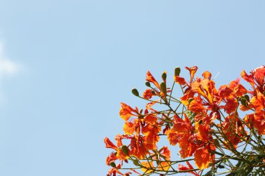 alev ağacı çiçek.