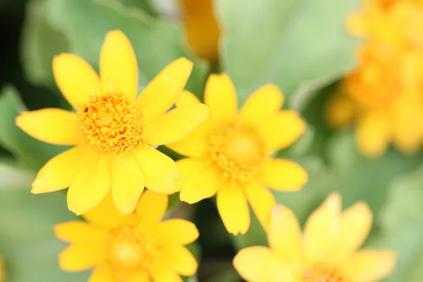 Macro Flores amarelas . — Fotografia de Stock