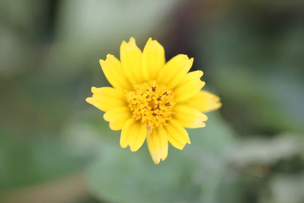 Macro Flores amarelas . — Fotografia de Stock