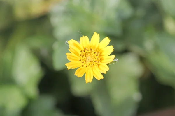 Macro Flores amarillas . —  Fotos de Stock