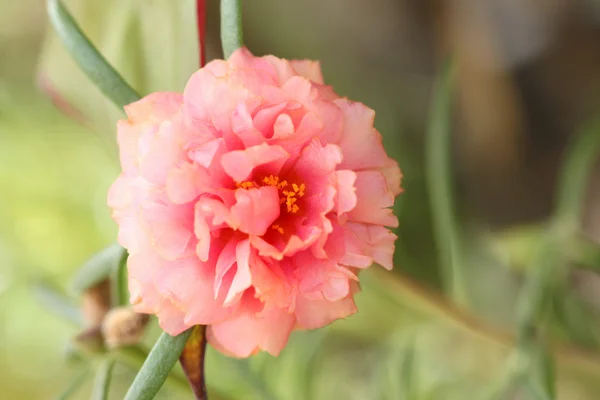 Oranje bloemen in de achtertuin. — Stockfoto