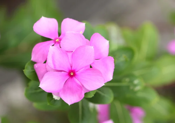 Flores cor de rosa no jardim. — Fotografia de Stock