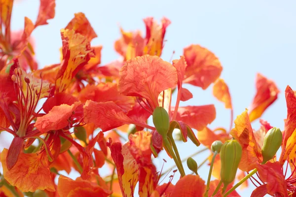 Flame Tree Flower. — Stock Photo, Image