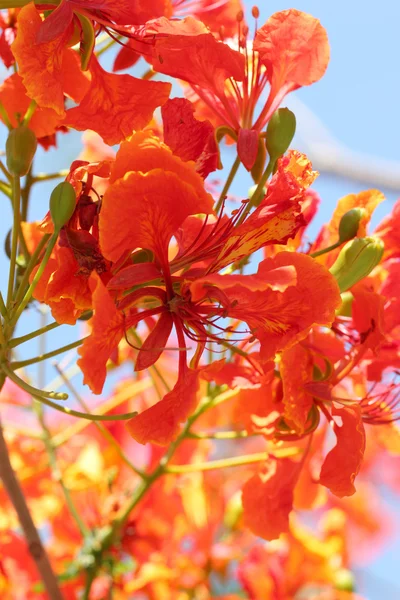 Flor de árvore de chama . — Fotografia de Stock