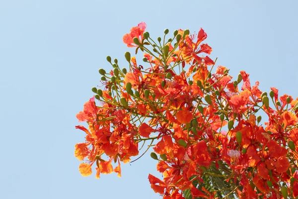 炎の木の花. — ストック写真