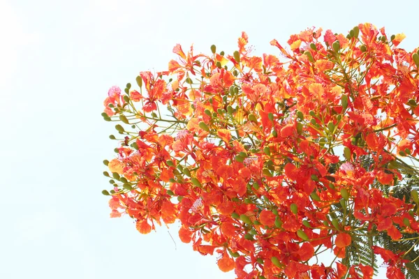 Flama del árbol de llama . — Foto de Stock