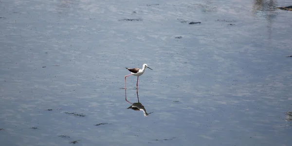 Szczudła czarnoskrzydła (Himantopus himantopus). — Zdjęcie stockowe