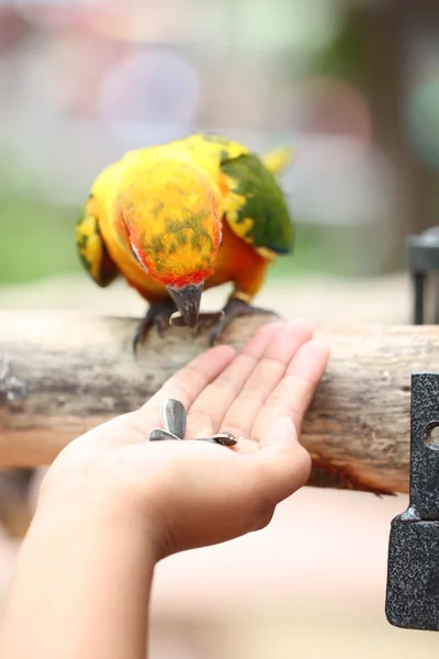 Parrot is eating foods. — Stock Photo, Image