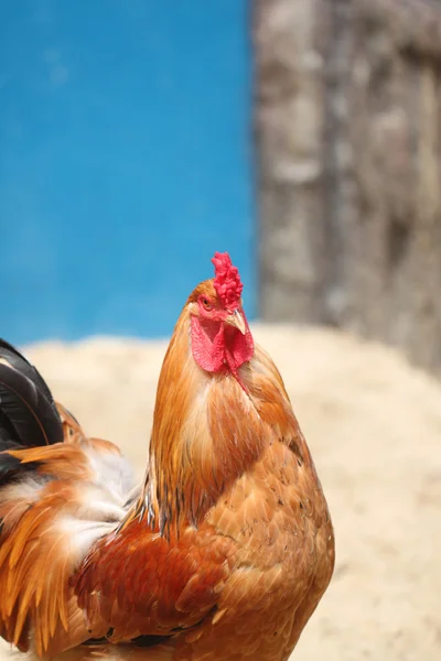 Kahverengi tavuk kafa odaklı. — Stok fotoğraf