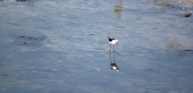 Siyah kanatlı stilt (Himantopus himantopus).